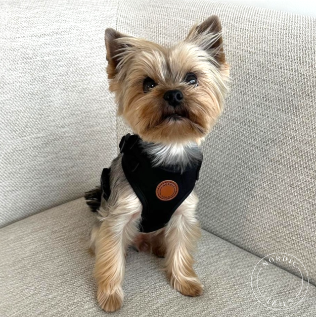 Kevyet, pienen koiran valjaat