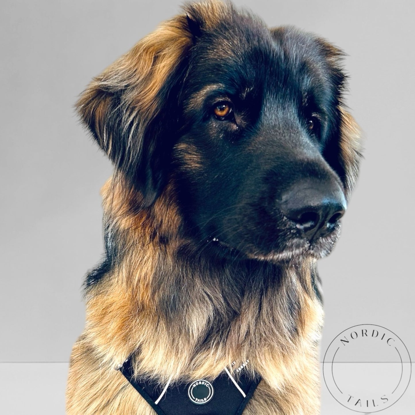 Kasvavan pentukoiran valjaat